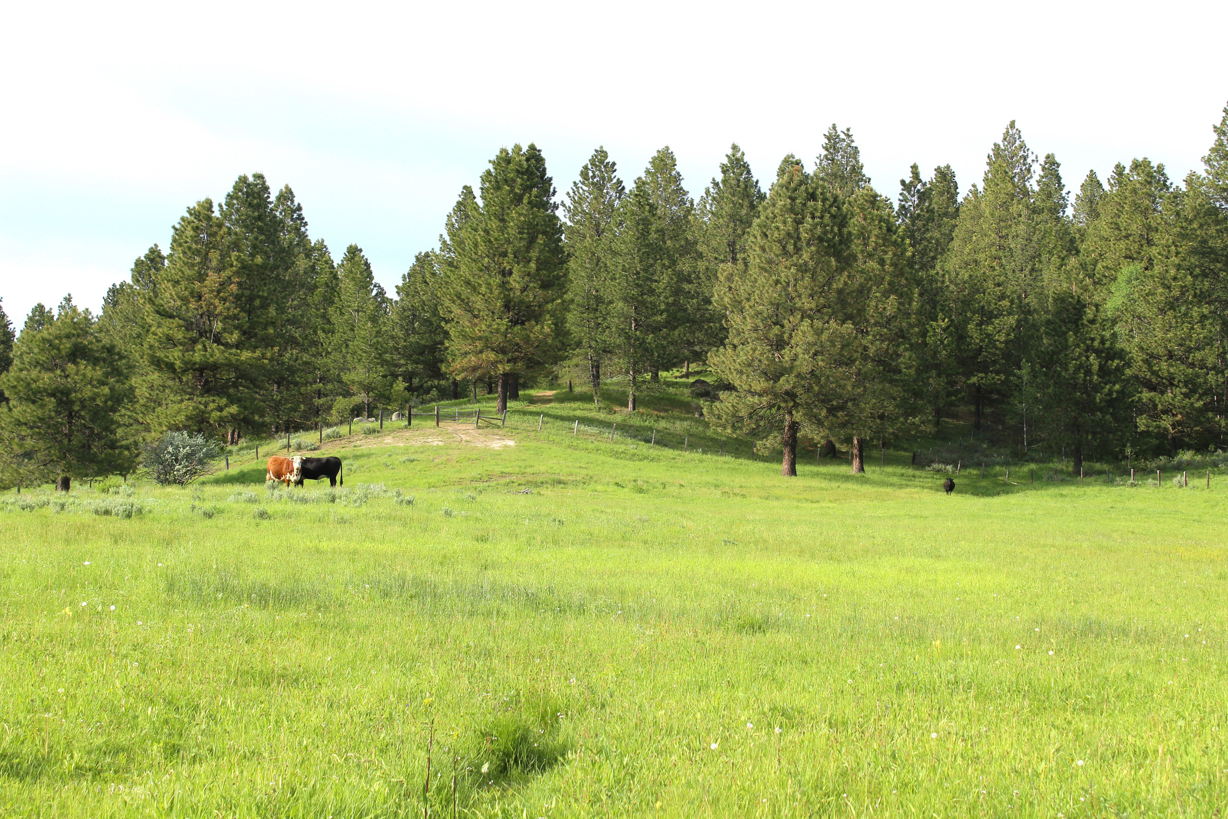 Cascade Lake Realty Bare Land 7 to 15 Acres